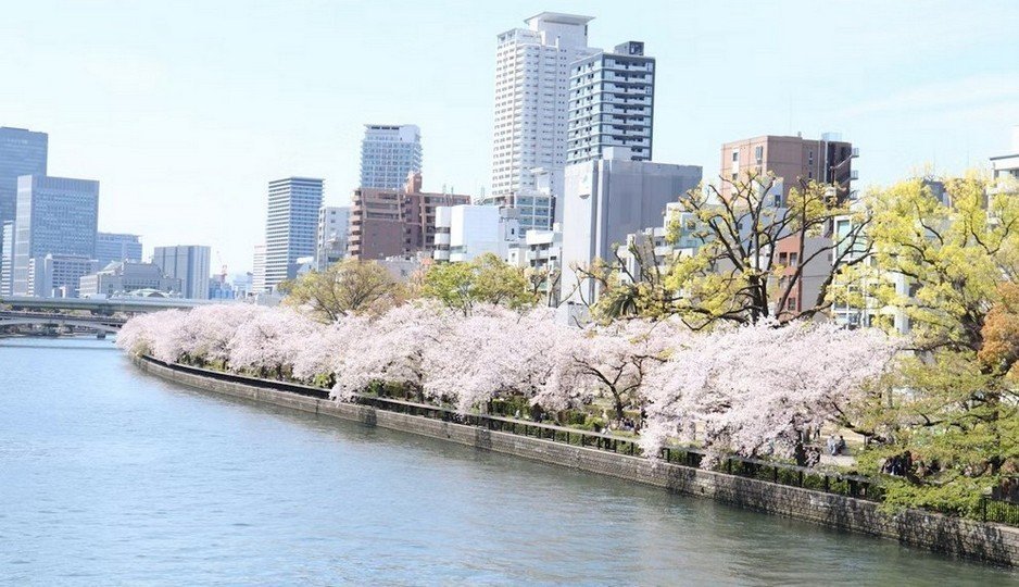 Du thuyền Okawa Sakura Cruise lướt giữa hai bờ rợp bóng hoa anh đào Osaka