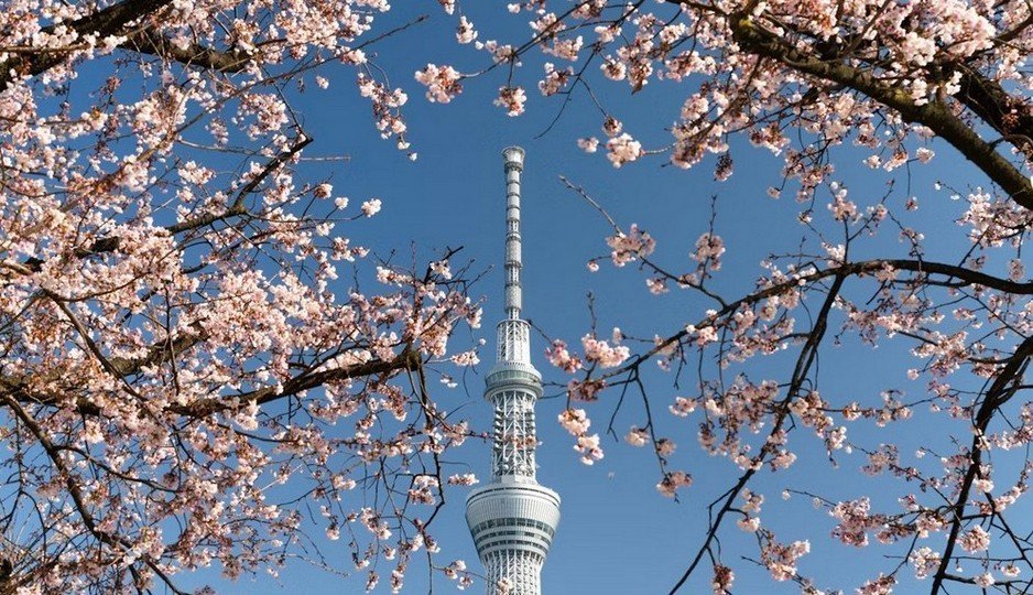 Tháp Tokyo Skytree vươn cao kiêu hãnh giữa những tán hoa anh đào bừng nở
