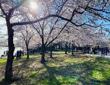 Sắc hồng hoa anh đào ngập tràn công viên thủ đô Washington DC
