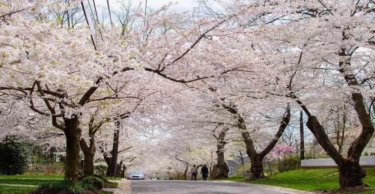 Đại lộ hoa anh đào Yoshino cổ thụ tuyệt đẹp tại khu Kenwood Maryland