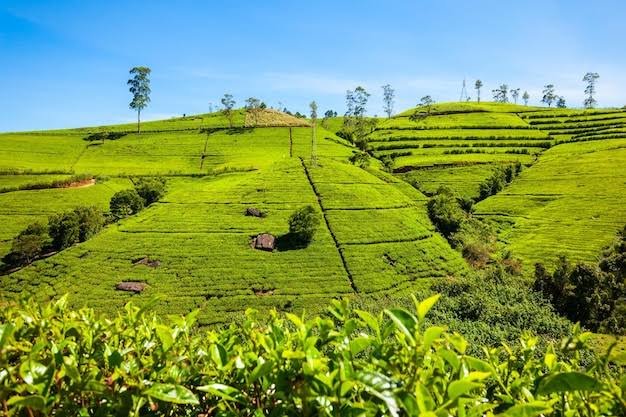 Cảnh điểm tham quan NEGOMBO – DAMBULLA